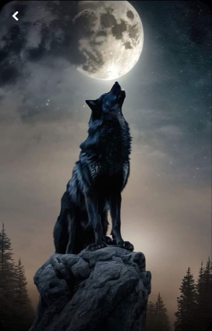 Wolf moonlight 