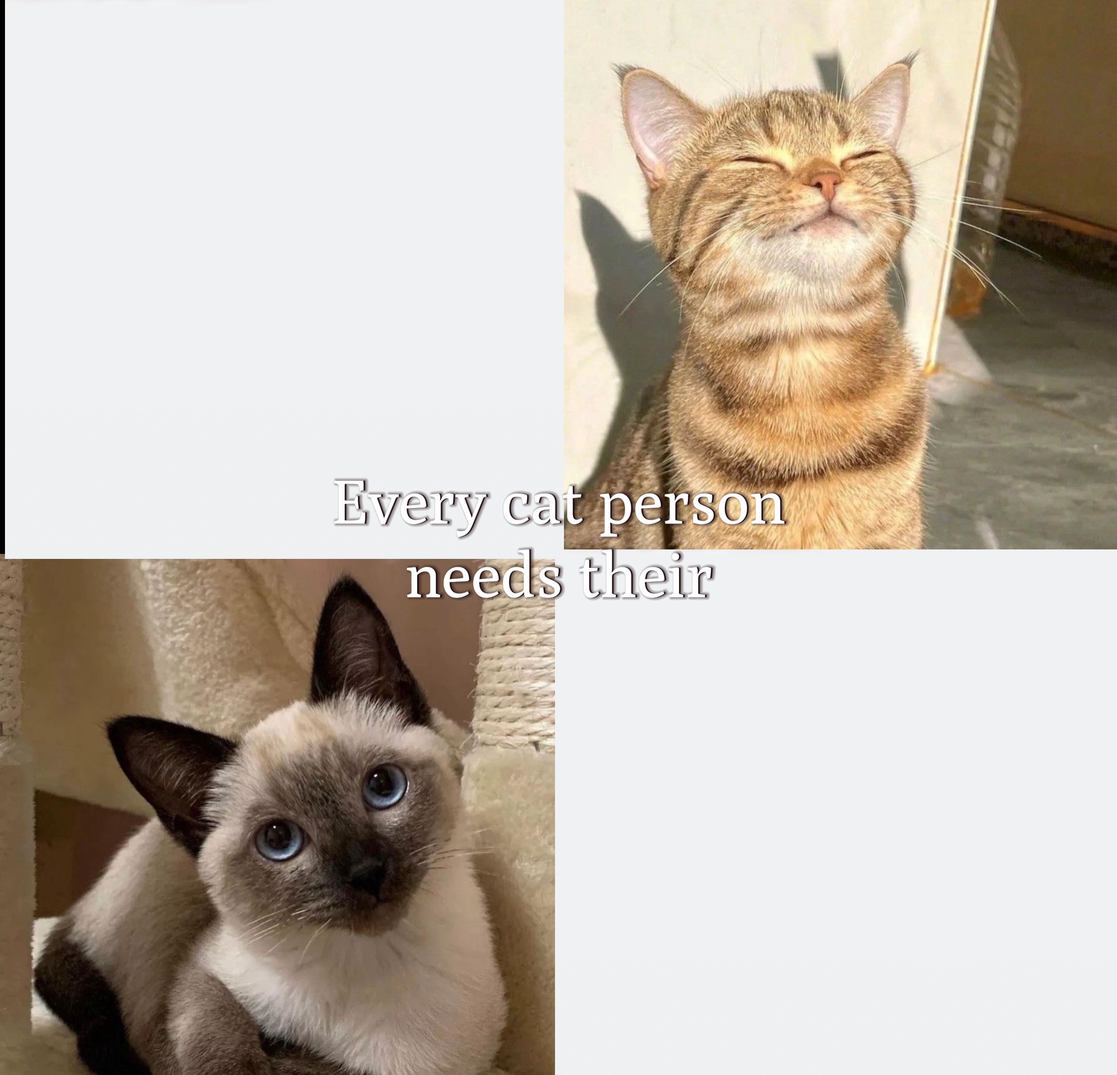 Her kedi insanı 