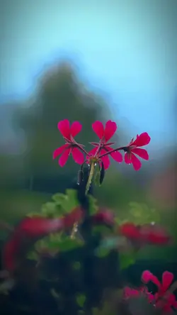 RainMood
