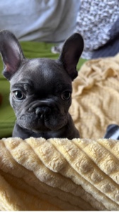 Cachorro dançante 