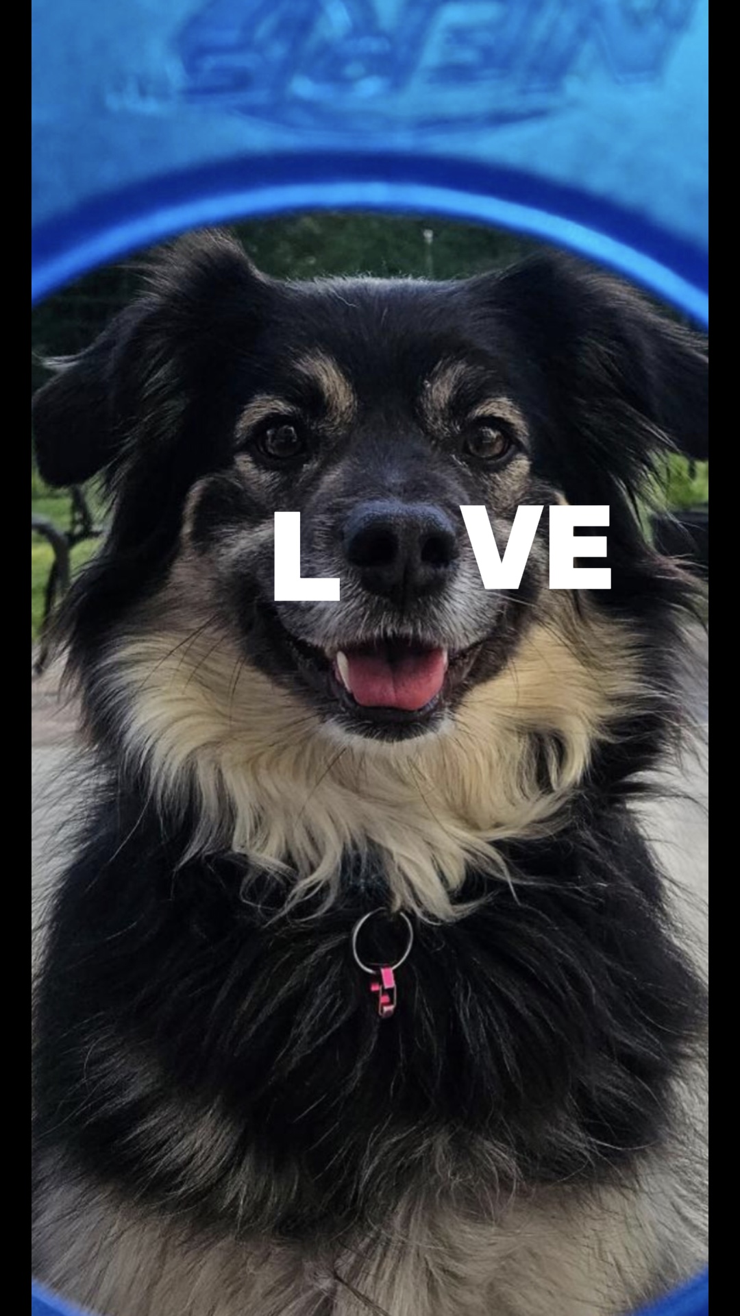 ¿Qué es el amor?🐶
