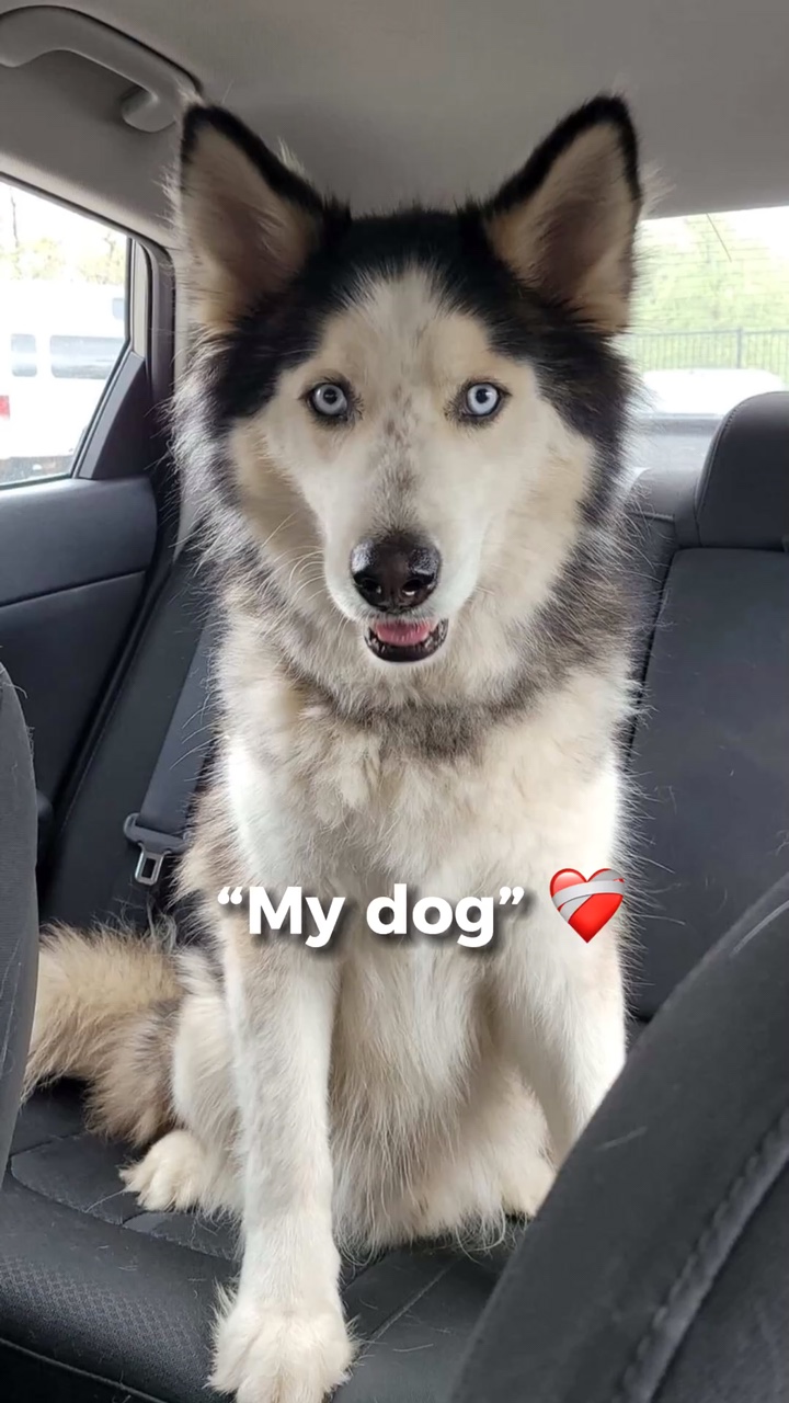 Mein Haustier😍😍😍🐶❤️