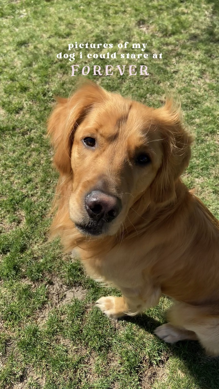 pictures of my dog