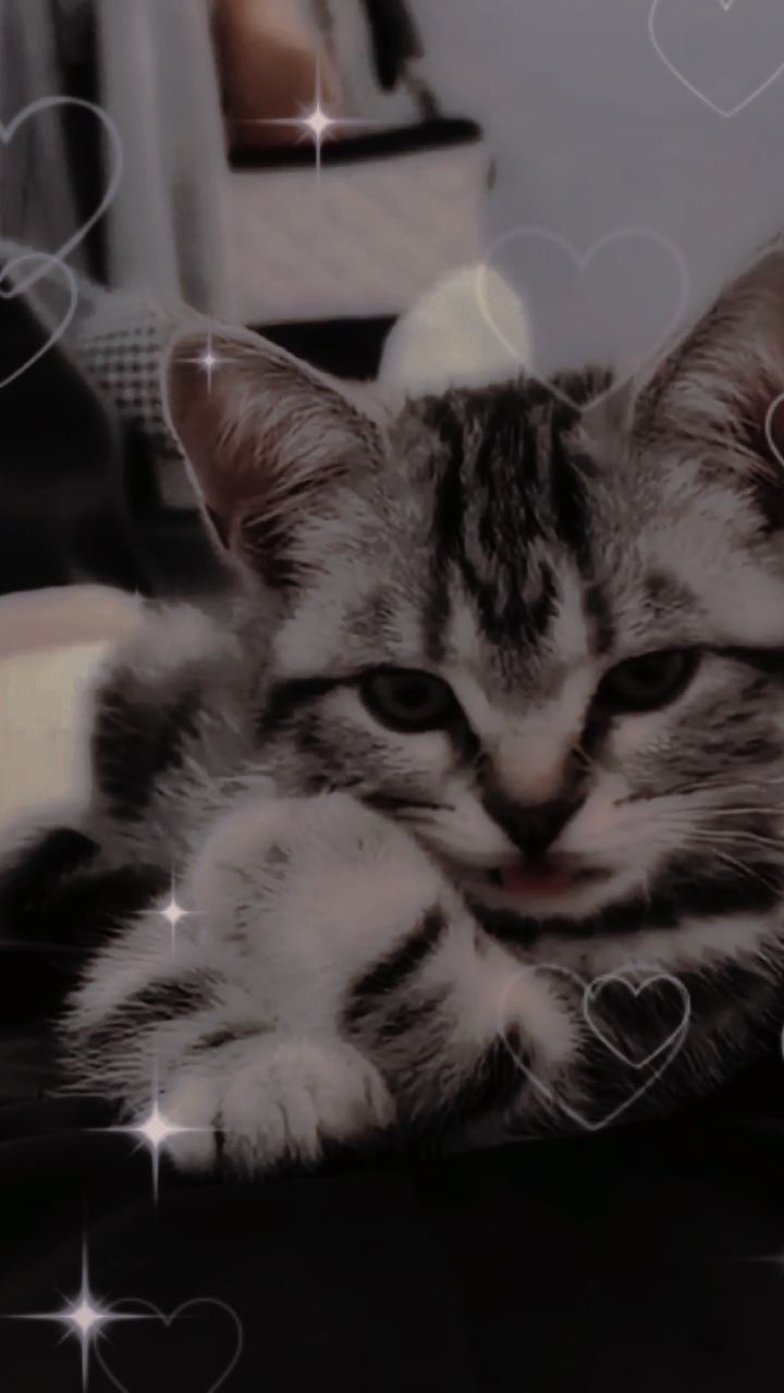 kedi kuzenim 2