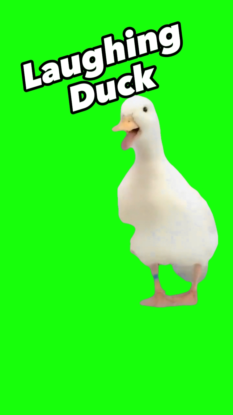 Laughing duck