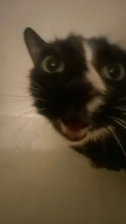 Chat catzilla
