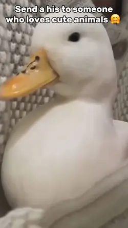 Cute Animals