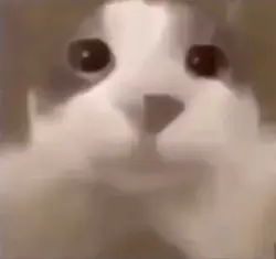 Cat kisses image