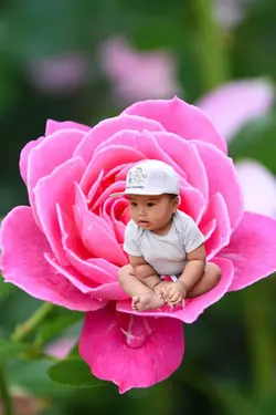Pink rosee
