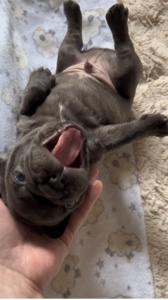 French Bulldog 