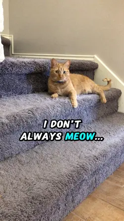Catβs meow routine π»
