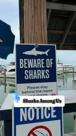 Sharks among us