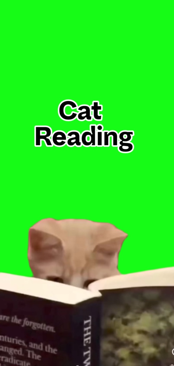 Cat reading 