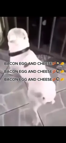 BACON EGG AND CHEESE