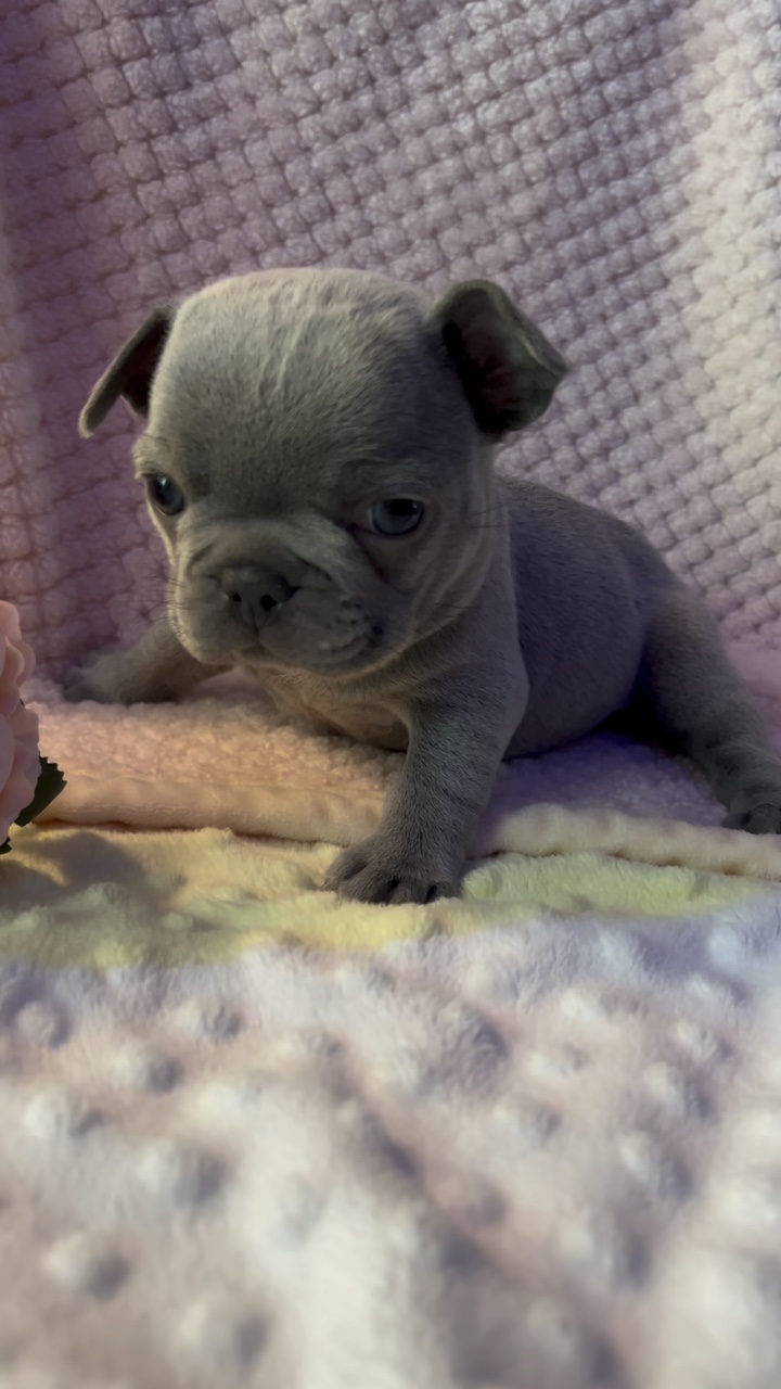 Französische Bulldogge