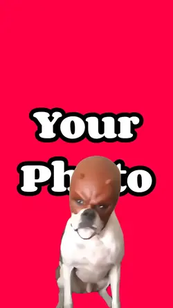 Dog meme
