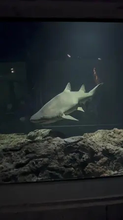 Ocean Animals