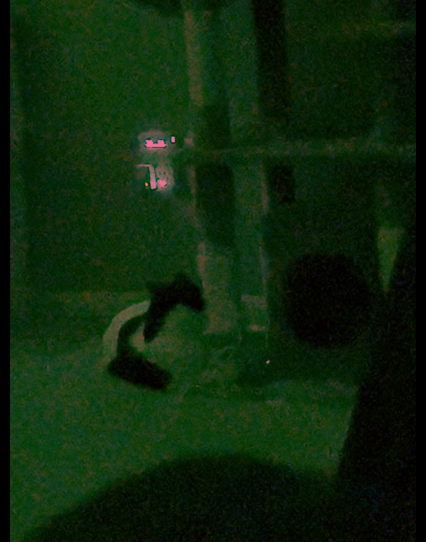 cat mind 