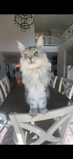 Cute face cat