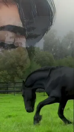 horse 