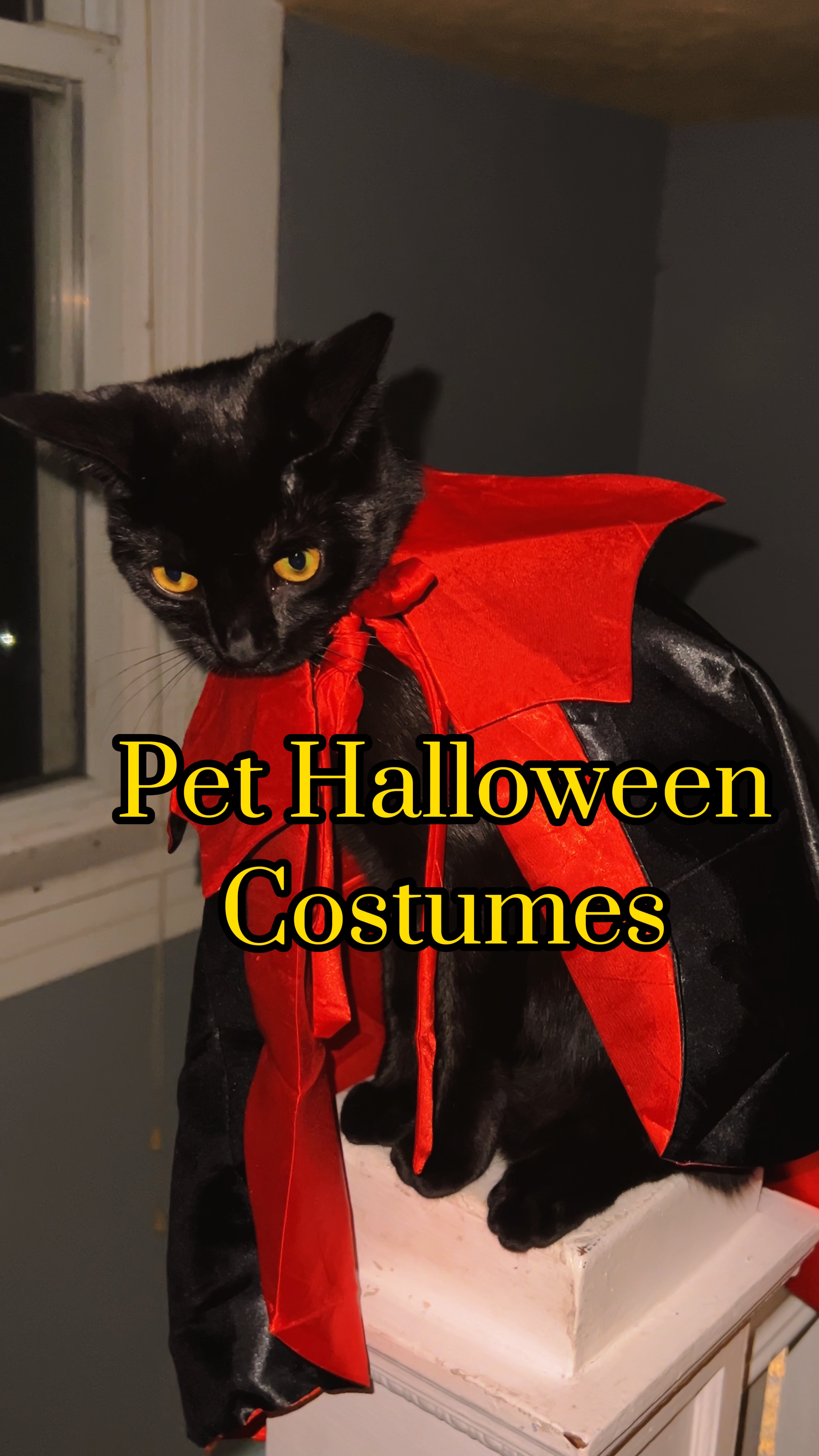 Pet Halloween 