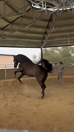 NASTY FAKE HORSE