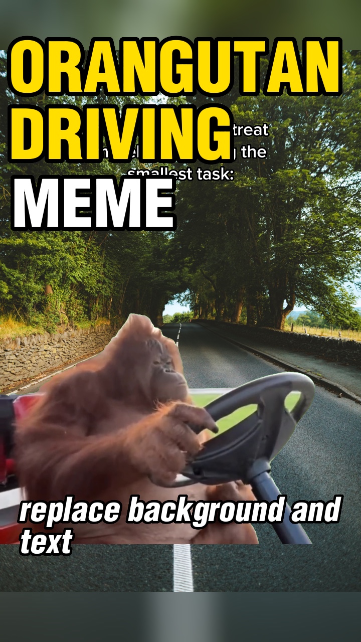 Condução de orangotango