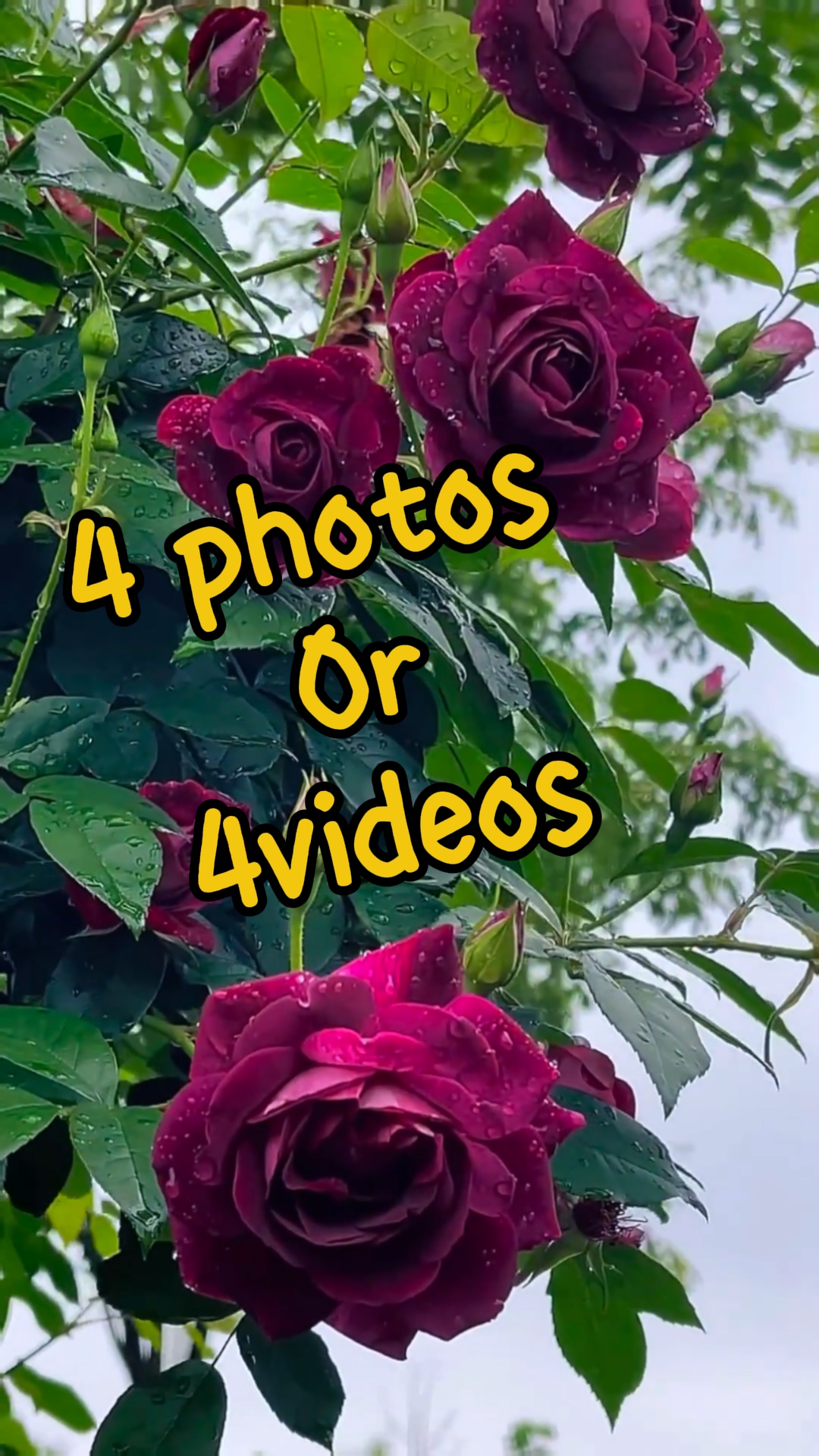 4photos / vidéos