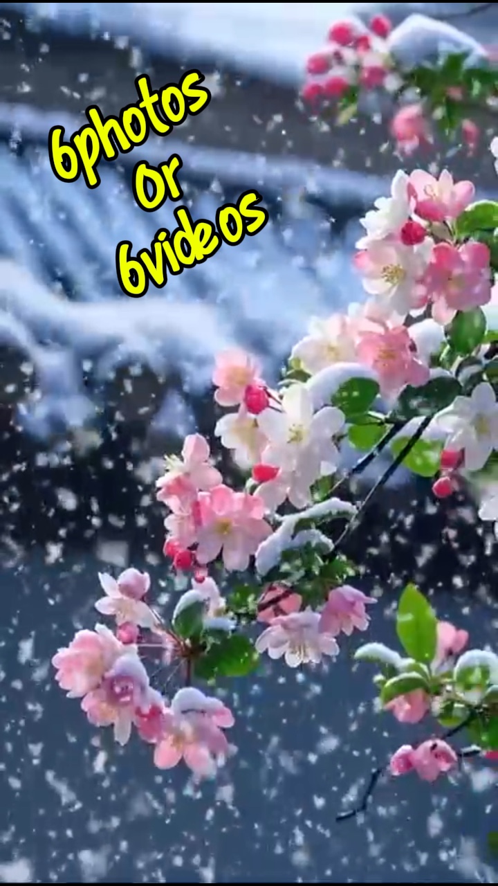 6 foto / video
