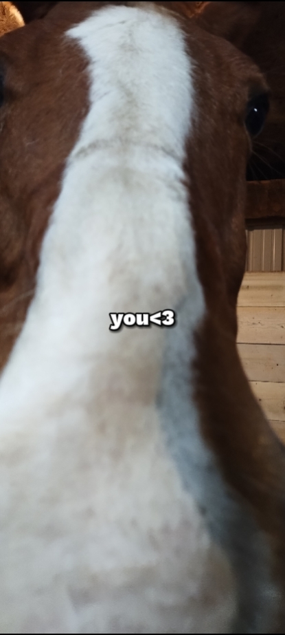 heart horse fr<3