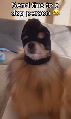 Dog Thief