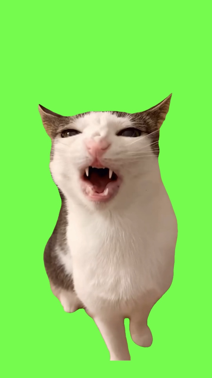 Gato masticando Meme