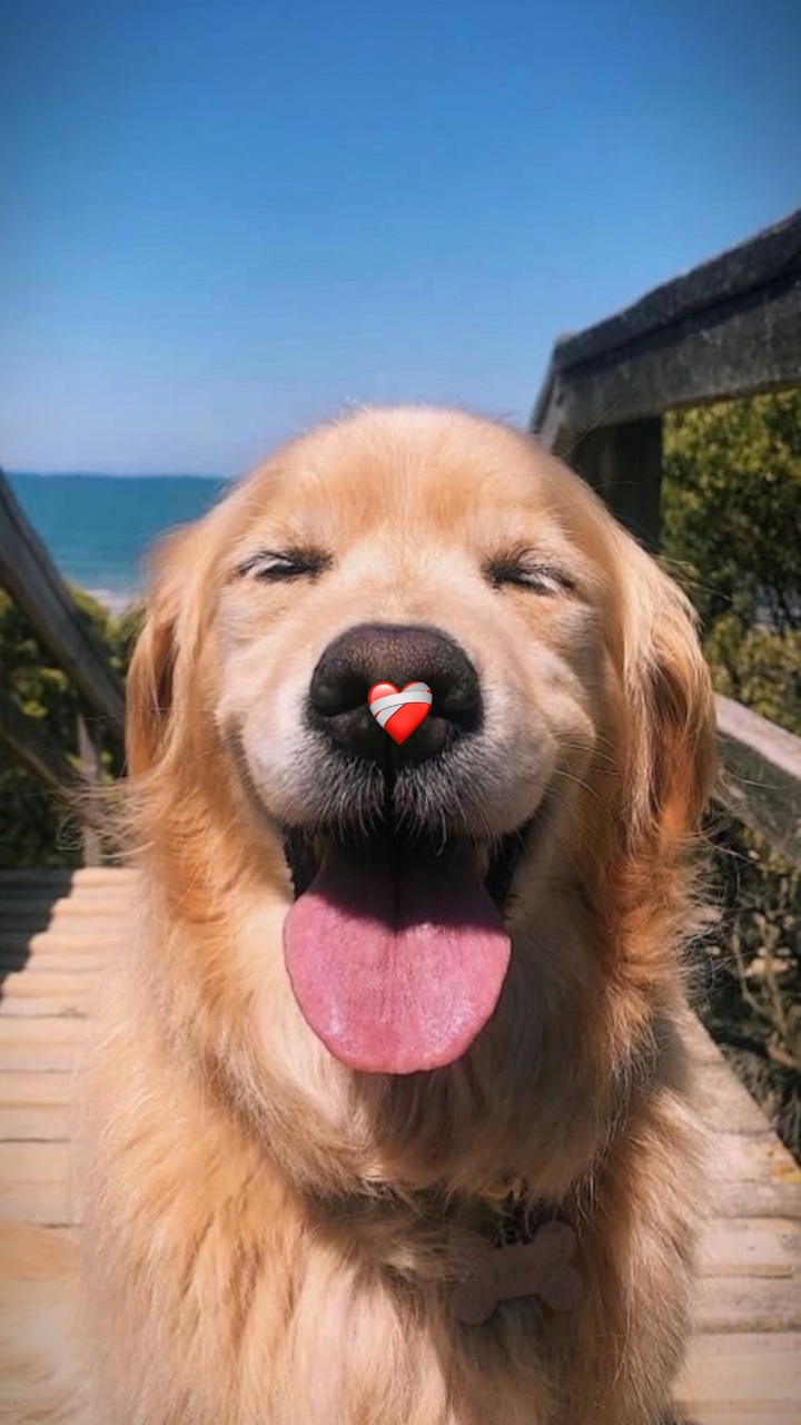 SEU ANIMAL DE ESTIMAÇÃO ❤️‍🩹