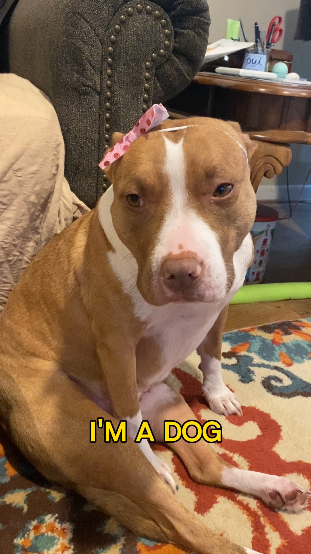 Dog kidnapped? 