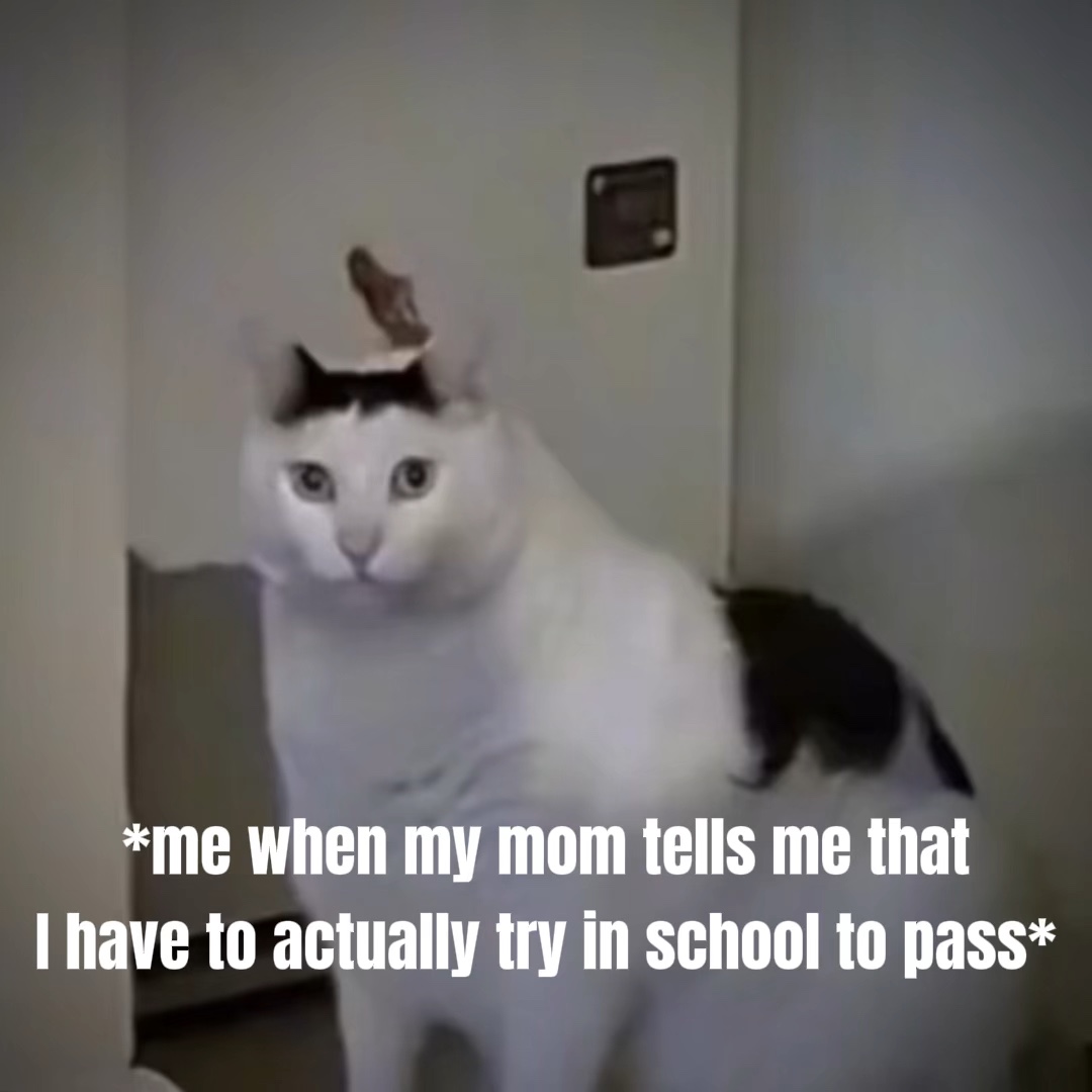 Gato diciendo "eh" 
