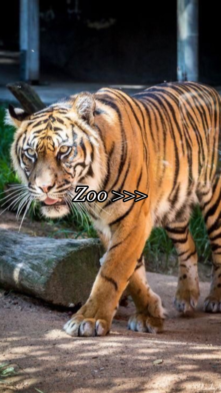 Zoo Aesthetic 