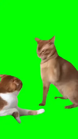 Cat slapping cat
