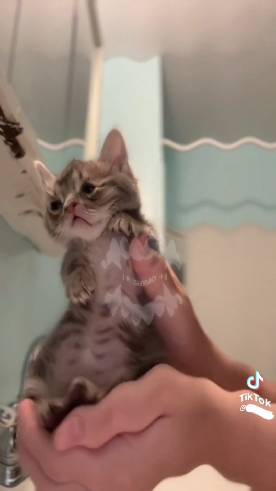 Sumasayaw na pusa 💅