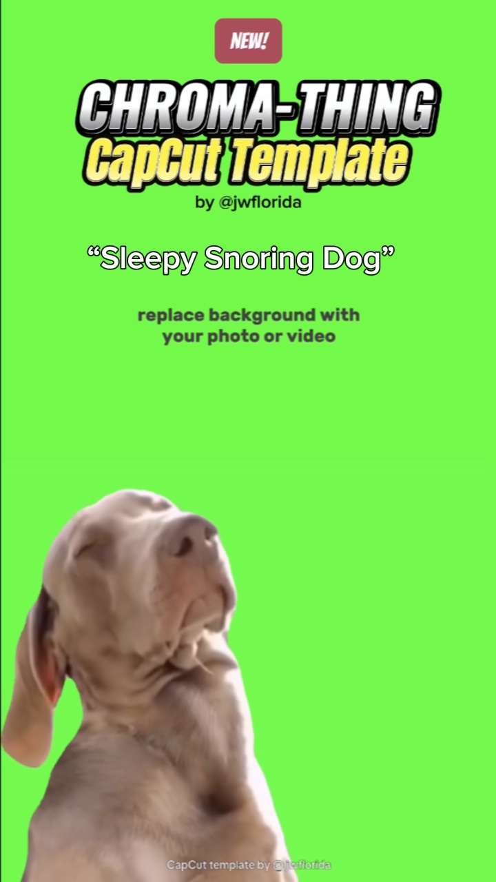 Sleepy Snoring Dog