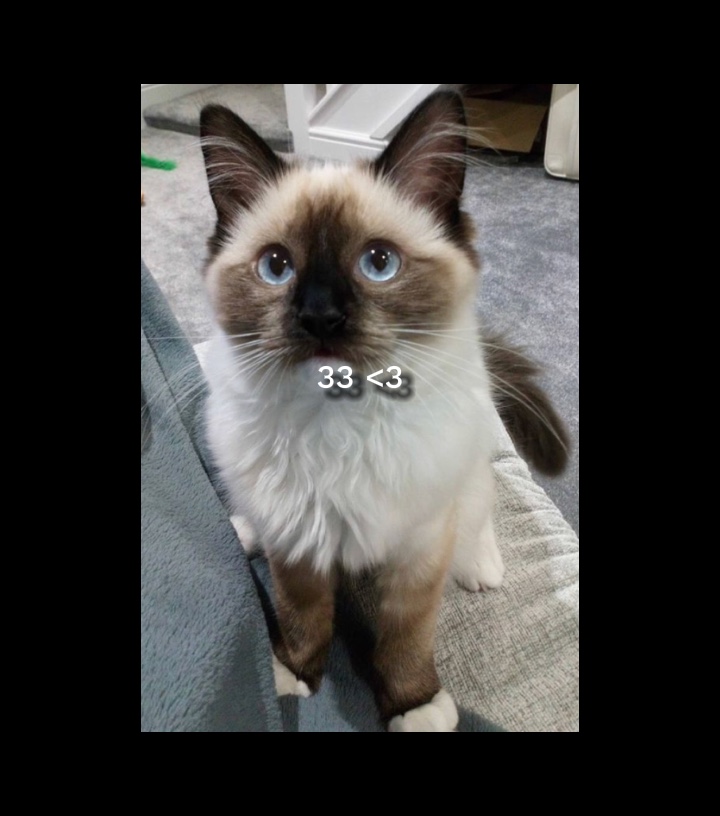cat slideshow