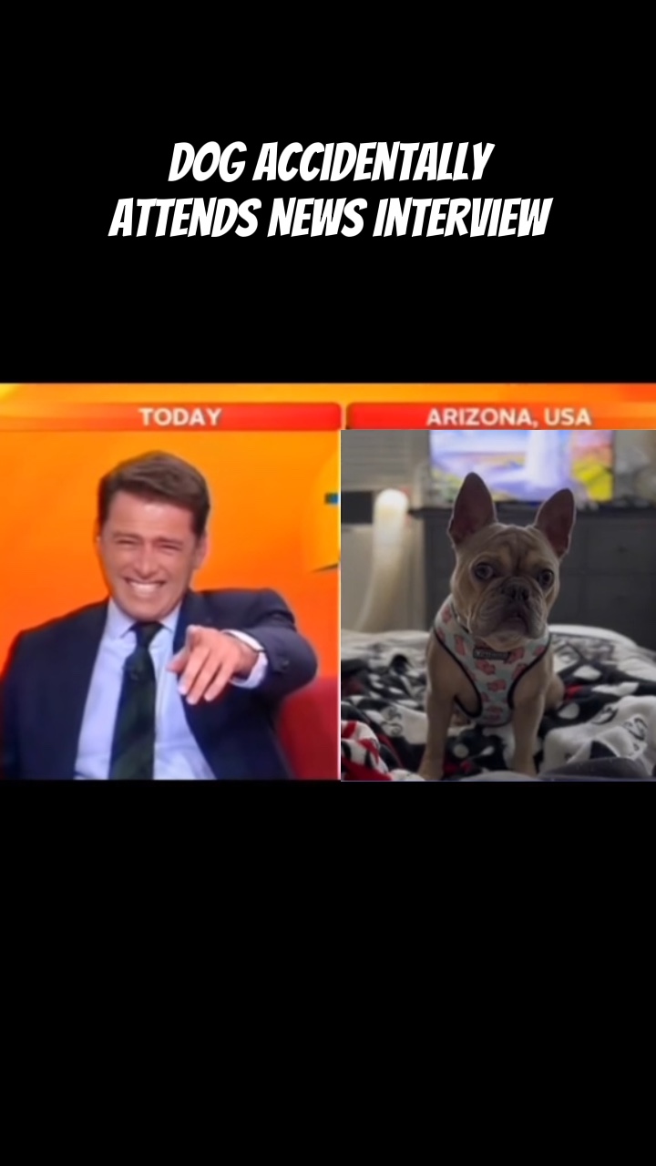 Haberlerde Köpek