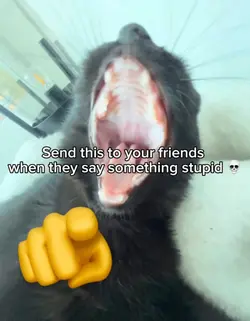 Laughing cat meme