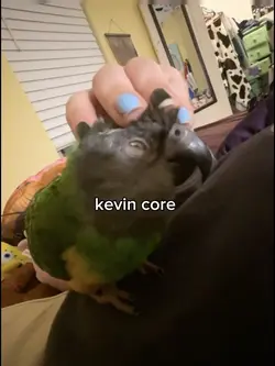 kevin core ๐ซถ