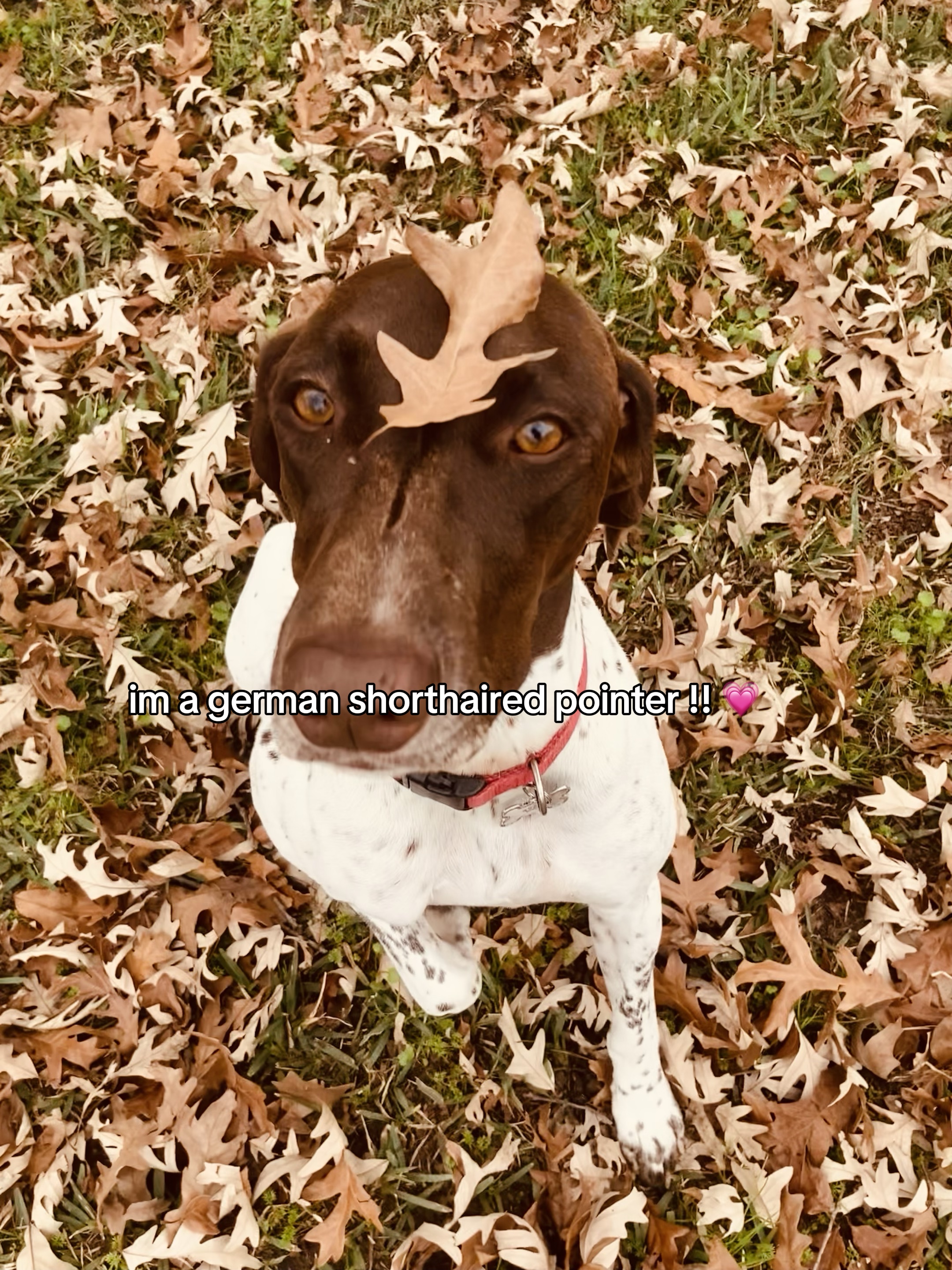 köpek şablonu