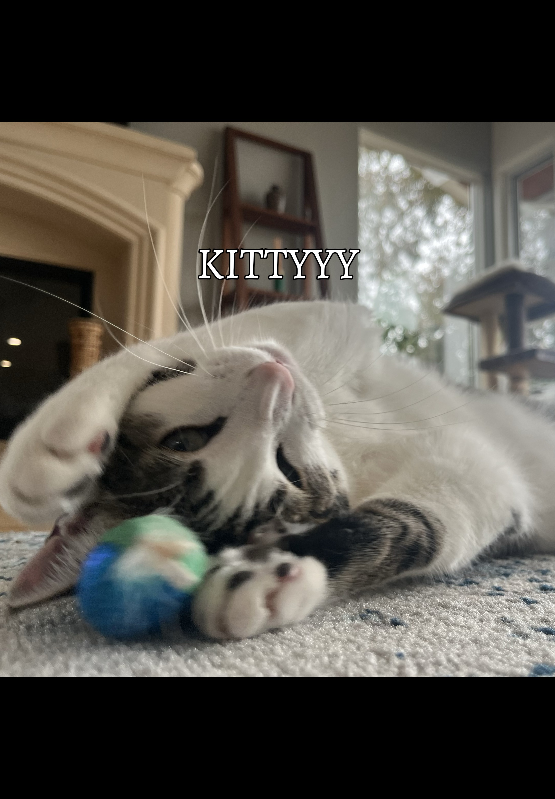 Gatito