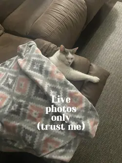 Live Photos only