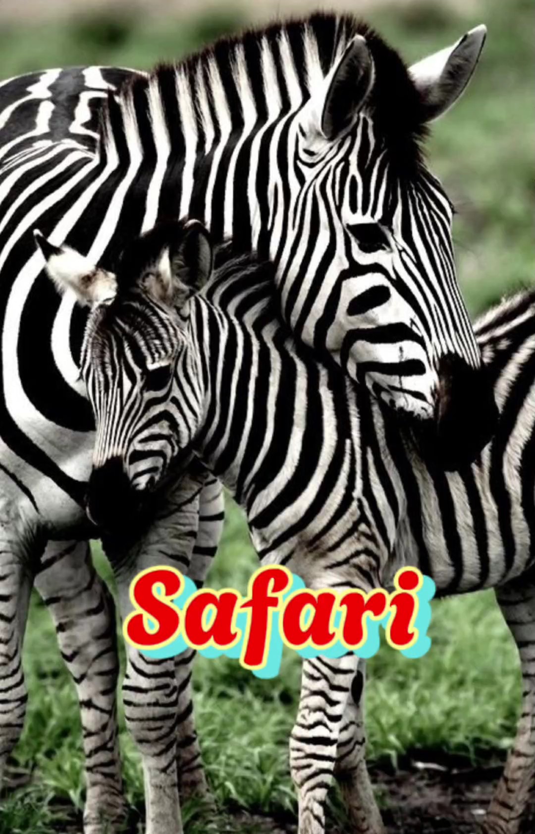 Safari 