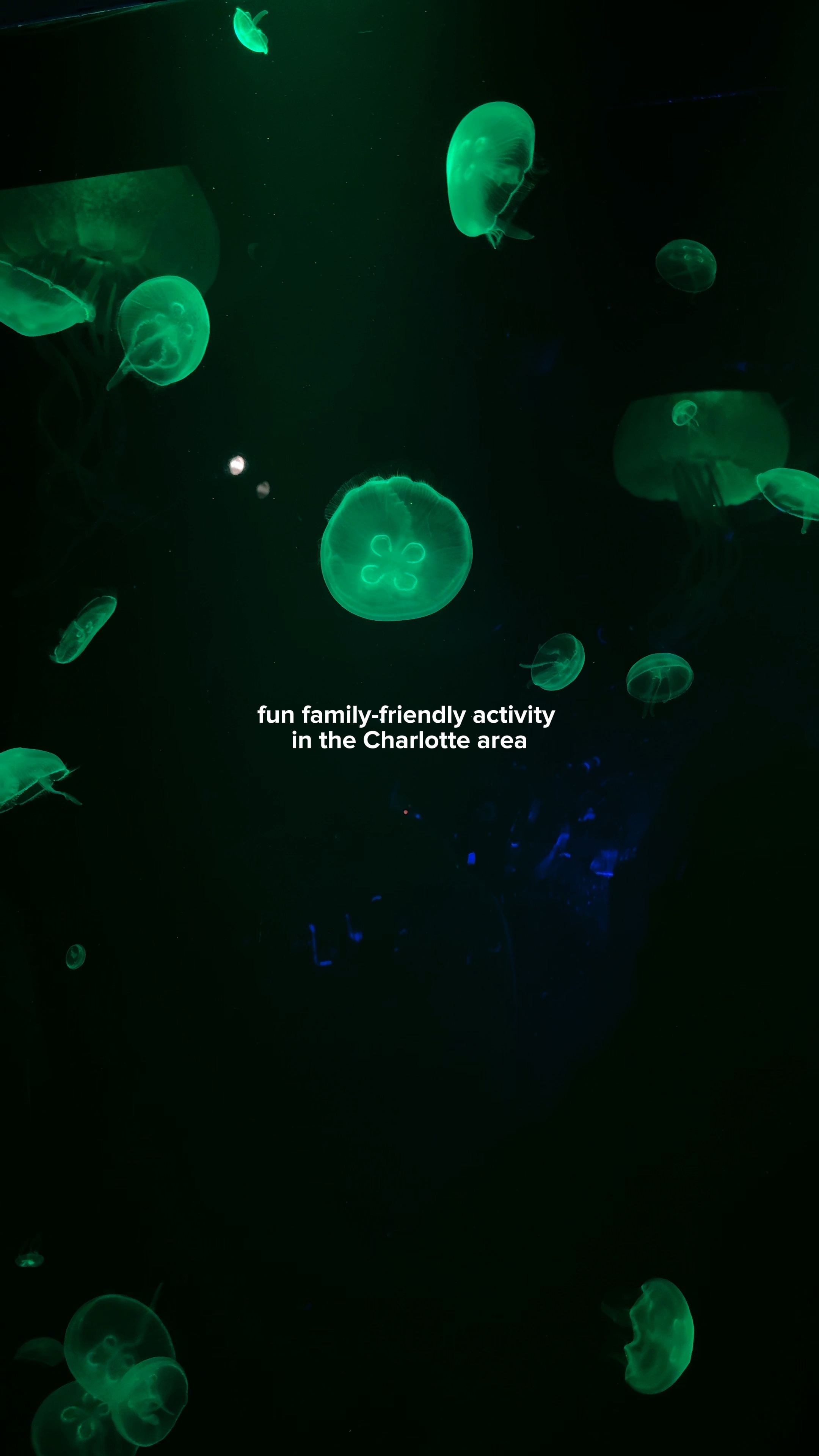Aquarium 