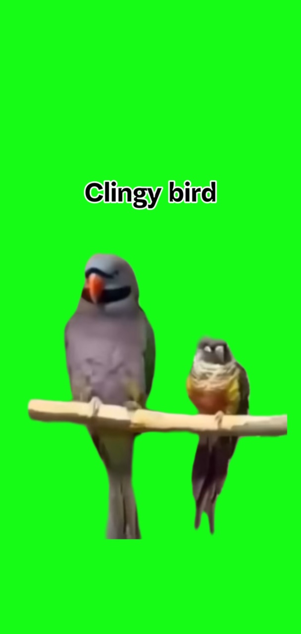 Burung Lengket