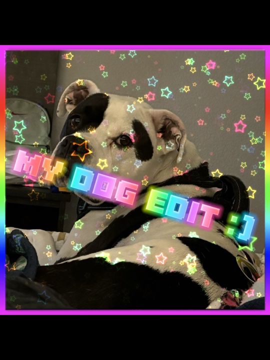 Meu cachorro:)